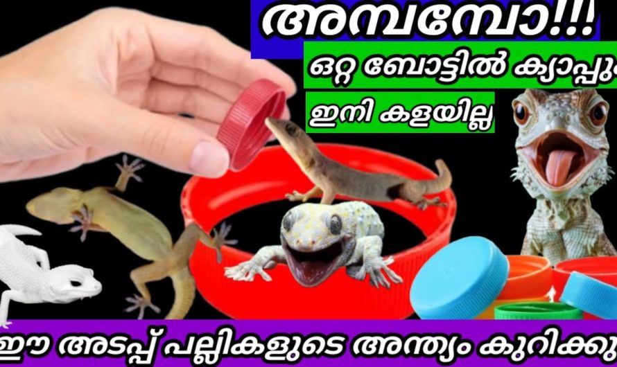 ബോട്ടിൽ ക്യാപ്പ് ഇങ്ങനെ വെച്ചാൽ ഈ അടപ്പ് പല്ലികളുടെ അന്ത്യം കുറിക്കും
