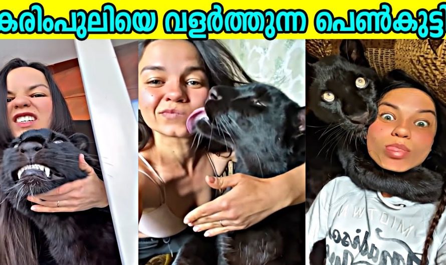 വീട്ടിൽ കരിംപുലിയെ വളർത്തുന്ന പെൺകുട്ടി