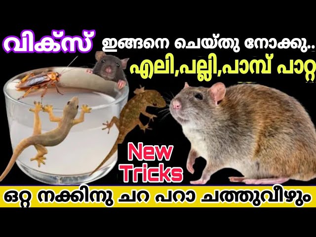 ഇത് നിസ്സാരക്കാരനല്ല എലി, പല്ലി, പാമ്പ്, പാറ്റ ഇനി വീട്ടിൽ വരില്ല/