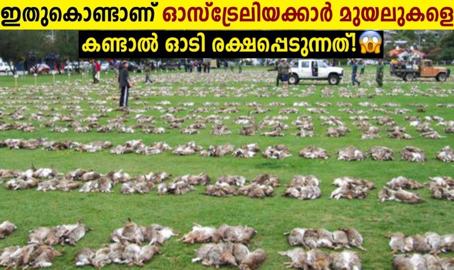 ഓസ്ട്രേലിയക്കാരുടെ ആജന്മ ശത്രുക്കൾ!😱