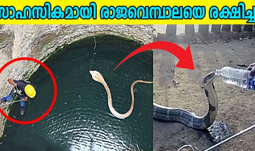സാഹസികമായി രാജവെമ്പാലയെ രക്ഷിച്ചു