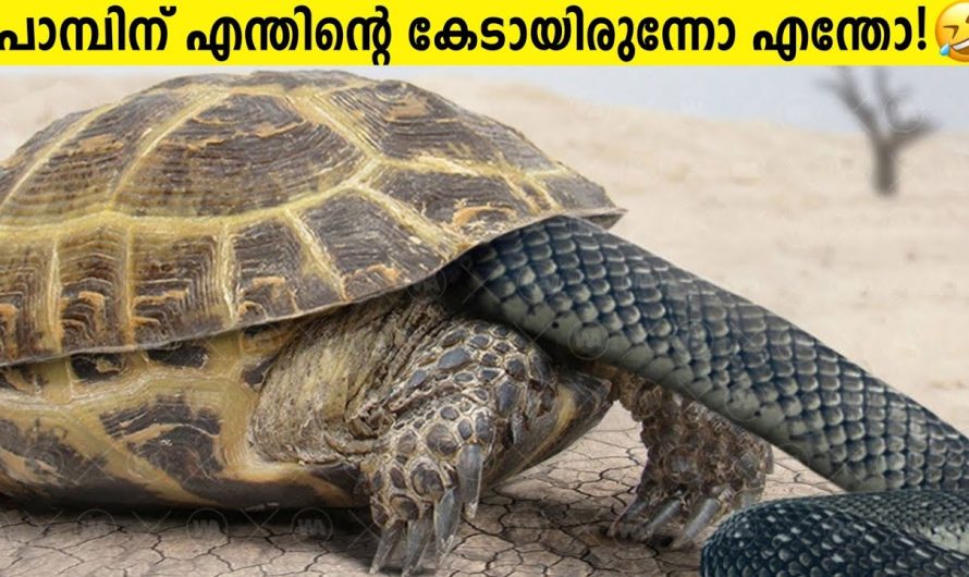 പണി ഇരന്നു വാങ്ങിയ മൃഗങ്ങൾ!