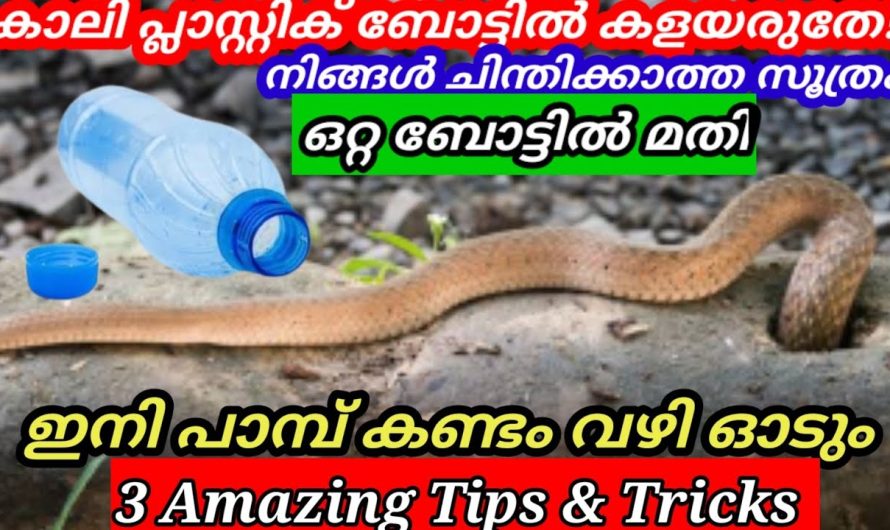 പാമ്പിൻറെ മാളം നിങ്ങൾ കല്ലുവെച്ചു അടയ്ക്കാറുണ്ടോ?