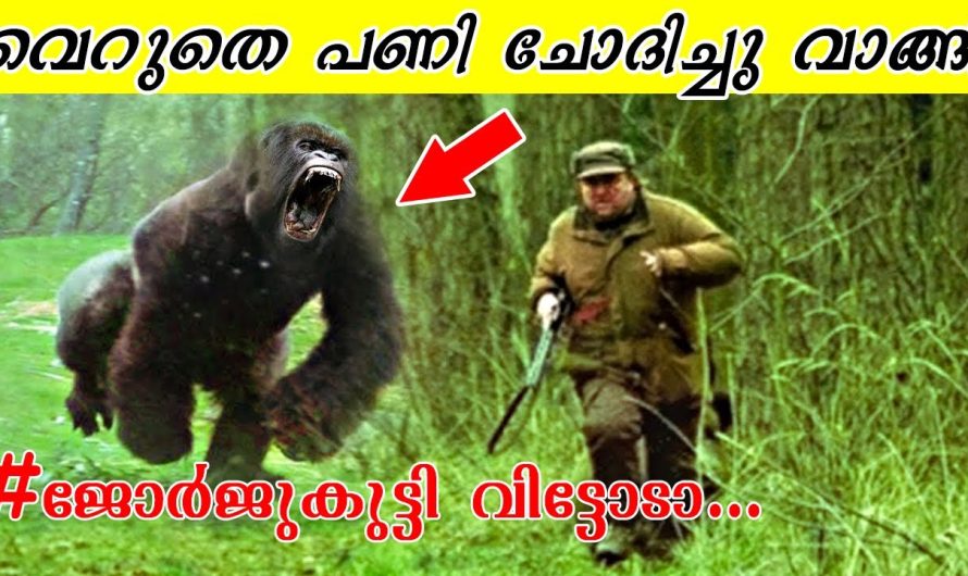 ഗൊറില്ലയോടു കളിച്ചാൽ ഇങ്ങനെ ഇരിക്കും😂😂