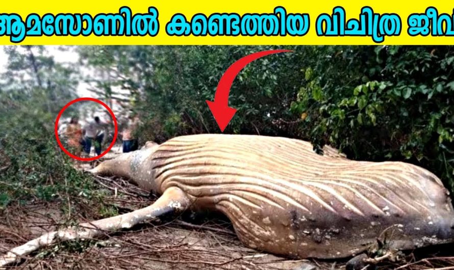 ആമസോണിലെ ഭീമൻ ജീവിയെ കണ്ടെത്തിയപ്പോൾ