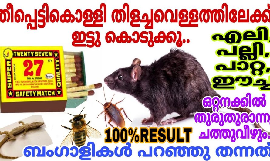 എലി പല്ലി പാറ്റ ഈച്ച ഇനി വീട് വിട്ട് ഓടും തീപ്പെട്ടികൊള്ളി വെള്ളത്തിൽ ഇട്ടുനോക്കൂ|