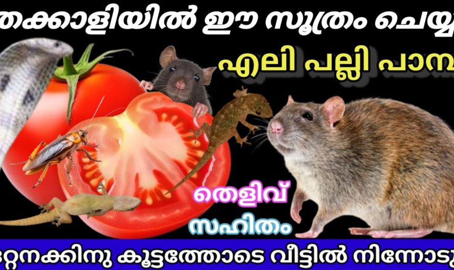 തക്കാളിയിൽ ഇങ്ങനെ വെച്ച് നോക്കു ശല്യക്കാരായ എലി പല്ലി പാമ്പ് ജില്ല വിട്ടോടും