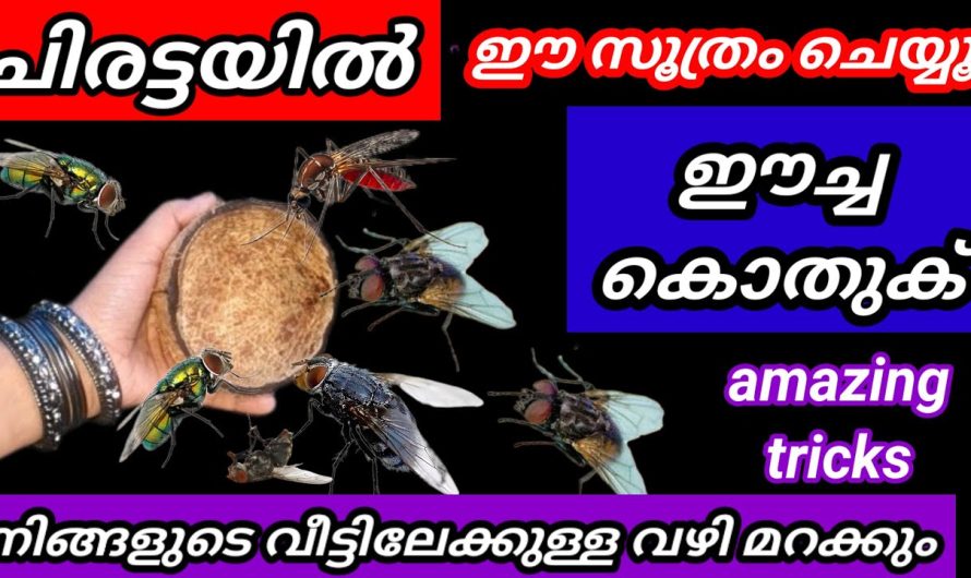 ഒരു ചിരട്ട മതി ഈച്ചയും കൊതുകും പറ പറക്കാൻ ചിരട്ട ശെരിക്കും ഞെട്ടിച്ചു