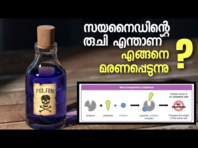 സയനൈഡിന്റെ രുചി എന്താണ്
