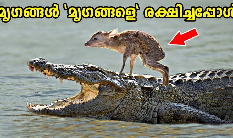 സാഹസികമായി “മൃഗങ്ങൾ” മൃഗങ്ങളെ രക്ഷിച്ചപ്പോൾ