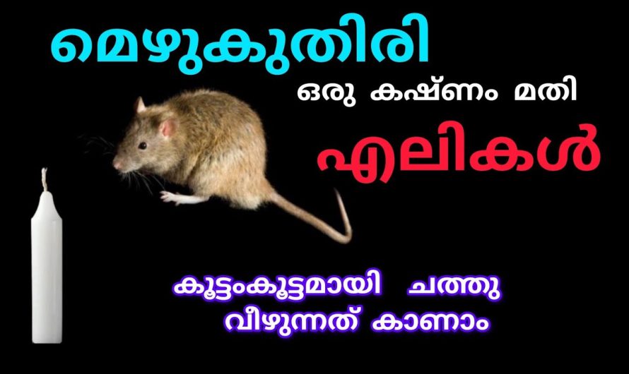 കൂട്ടത്തോടെ ചത്തുവീഴാൻ ഒരു കഷണം മെഴുകുതിരി മാത്രം മതി