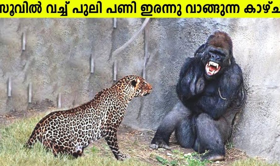 പണി ഇരന്നു വാങ്ങിച്ച മൃഗങ്ങൾ