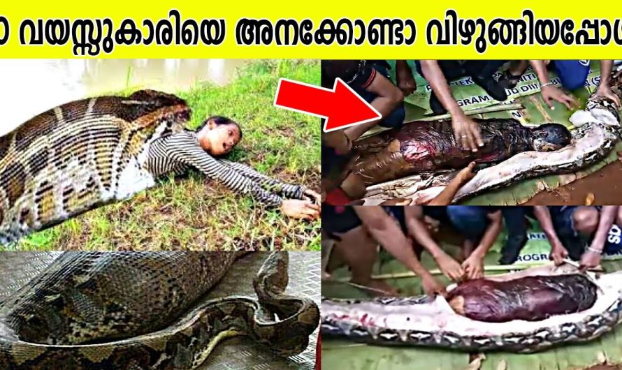 ഇതുവരെ പിടികൂടിയതിൽ വച്ച് ഏറ്റവും വലിയ 10 പാമ്പുകൾ