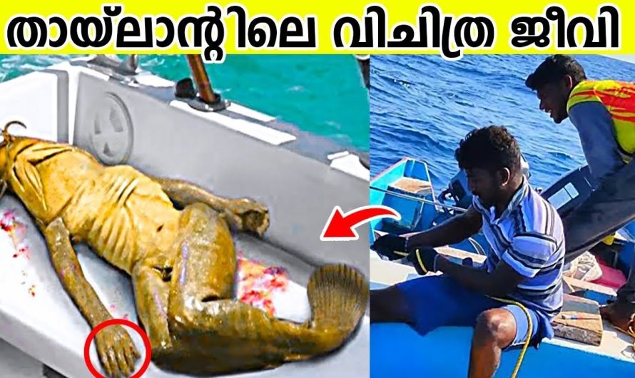 തായ്‌ലൻഡിൽ അടുത്തിടെ കണ്ടെത്തിയ 10 വിചിത്ര വസ്തുക്കൾ