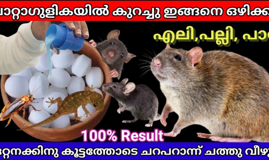 പാറ്റാഗുളിക കൊണ്ട് ഈ സൂത്രം ചെയ്തു നോക്കു എലി പല്ലി പാറ്റ വീട് വിട്ടു വിരണ്ടോടും