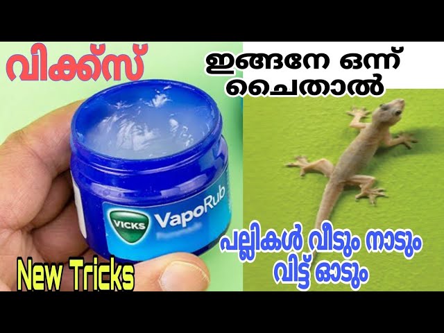 വിക്ക്സ് ഇതുപോലെ ചൈതാൽ പല്ലികൾ കൂട്ടത്തോടേ വീട് വിട്ട് ഓടും