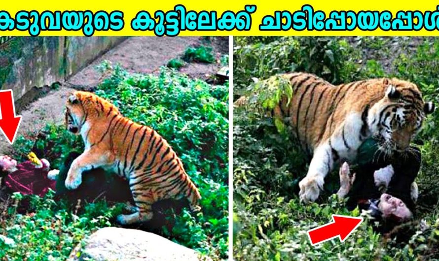 അബദ്ധത്തിൽ മൃഗശാലയിൽ മൃഗങ്ങളുടെ കൂട്ടിലേക്ക് ചാടിപ്പോയവർ