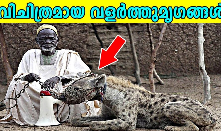 വിചിത്രമായ 10 വളർത്തു മൃഗങ്ങൾ