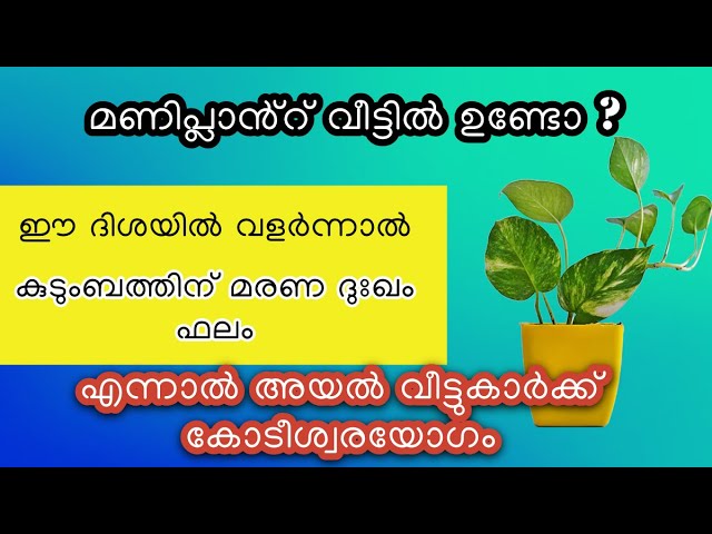 മണിപ്ലാൻ്റ് വീട്ടിൽ ഉണ്ടോ ഈ ദിശയിൽ വളർന്നാൽ മരണ ദുഃഖം ഫലം
