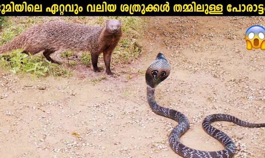 പാമ്പുകൾ കീരികളെ ഭയക്കുന്നത് ഇതുകൊണ്ടാണ്
