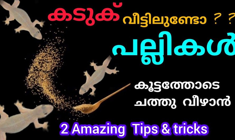 പല്ലികൾ കൂട്ടത്തോടെ ച..ത്തു വീഴാന്‍