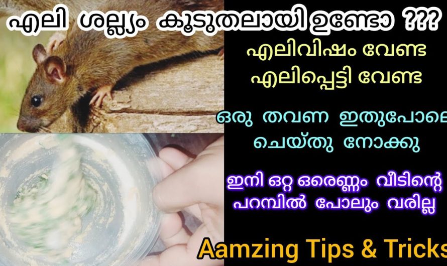 ഈ ഒരൊറ്റ ടിപ്സ് മതി വീട്ടിലുള്ള എലികളെ എല്ലാം തുരത്തി ഓടിക്കാം..