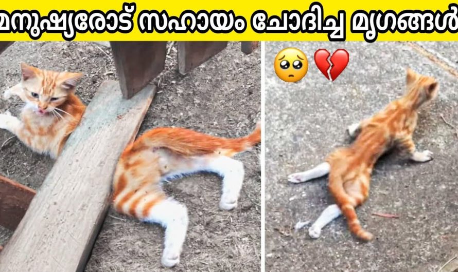 മനുഷ്യരോട് സഹായം ചോദിച്ച മൃഗങ്ങൾ!