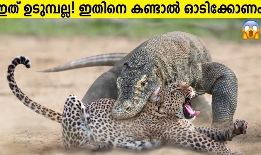 ഈ ജീവിയെ കണ്ടാൽ ഓടി രക്ഷപ്പെടണം