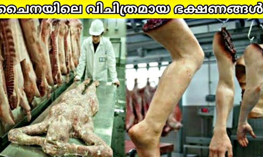ചൈനയിൽ മാത്രം ലഭിക്കുന്ന അസാധാരണ ഭക്ഷണങ്ങൾ!
