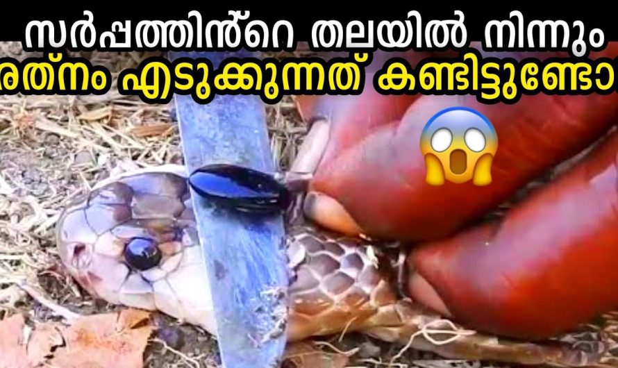 നിങ്ങൾ ആദ്യമായി കേൾക്കാൻ പോകുന്ന പാമ്പുകളെ കുറിച്ചുള്ള രഹസ്യങ്ങൾ