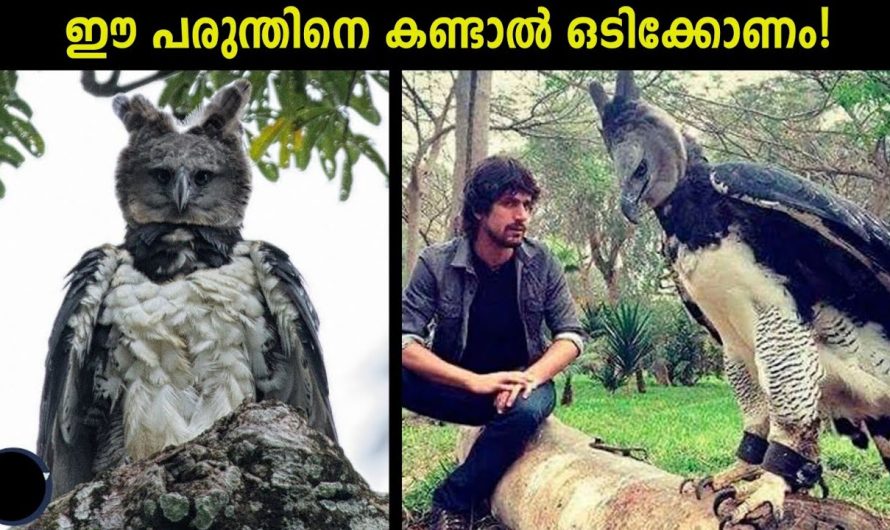 ലോകത്തിലെ ഏറ്റവും അപകടകാരികളും ബുദ്ധിമാന്മാരുമായ പക്ഷികൾ
