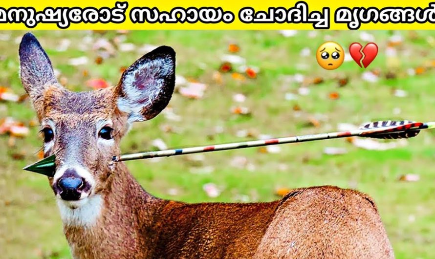 മനുഷ്യരോട് സഹായം ചോദിച്ച മൃഗങ്ങൾ !