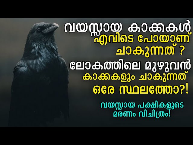 ലോകത്തിലെ മുഴുവൻ കാക്കകളും ചാ..കു.ന്നത് ഒരേ സ്ഥലത്തോ ?