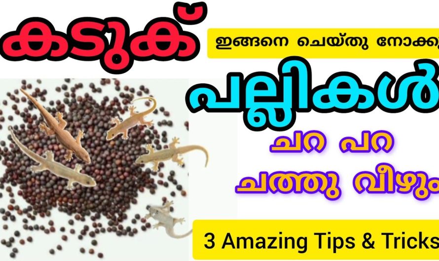 ബംഗാളി പറഞ്ഞുതന്ന സൂത്രം