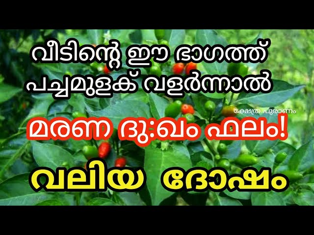പച്ചമുളക് വീടിന്റെ ഈ ഭാഗത്ത് നട്ട് വളർത്തിയാൽ കോടീശ്വര യോഗം
