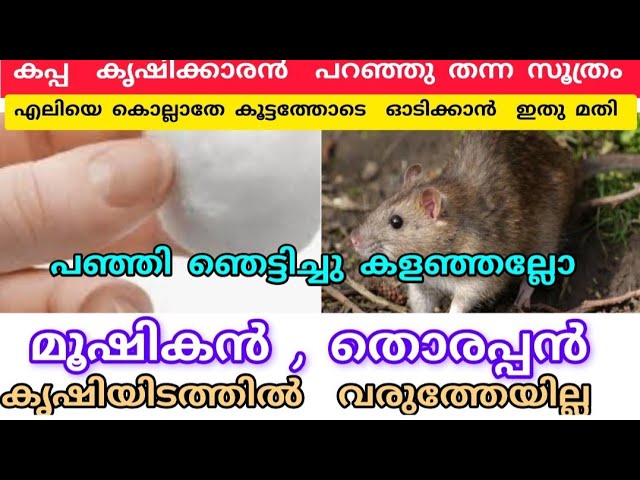 കപ്പ കൃഷിക്കാരന്‍ പറഞ്ഞു തന്ന സൂത്രം