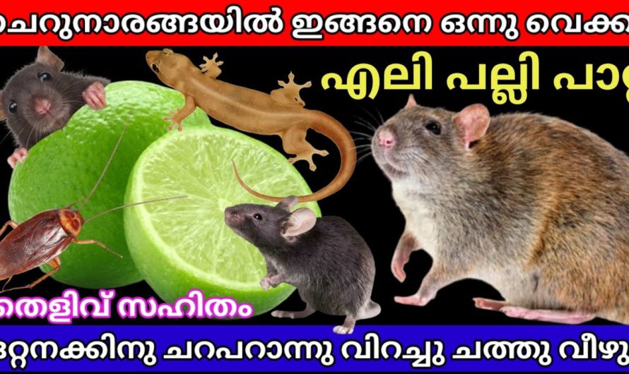 ചെറുനാരങ്ങയിൽ ഇങ്ങനെ ഒന്ന് വെക്കു