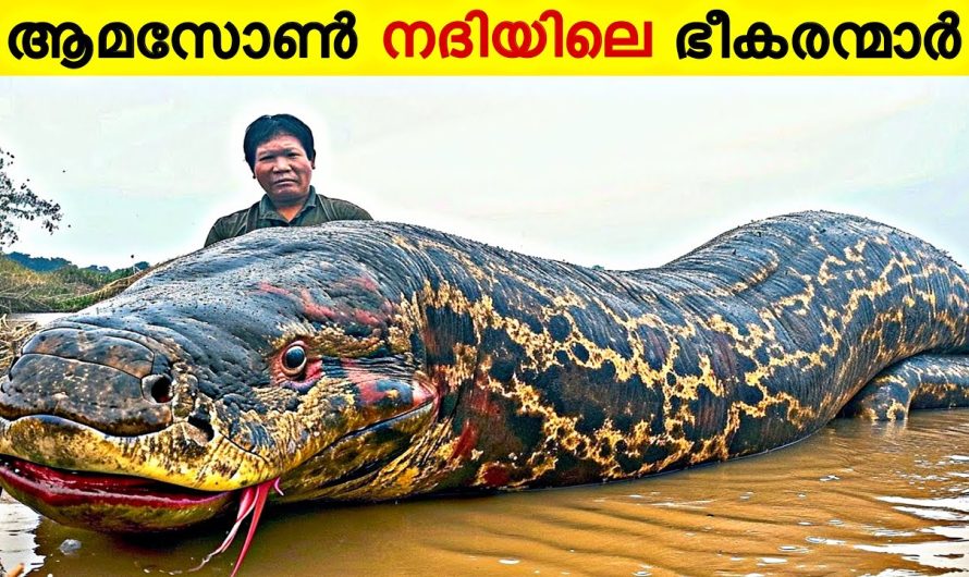 ആമസോൺ നദിയിലെ ഏറ്റവും മാരകമായ 10 രാക്ഷസന്മാർ