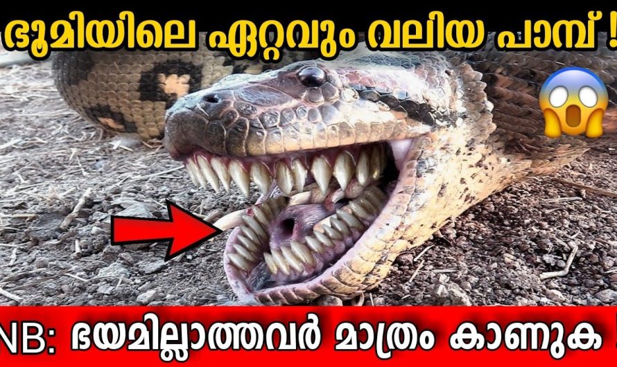 ഇവൻ്റെ മുമ്പിൽ Anaconda വെറും പുഴു