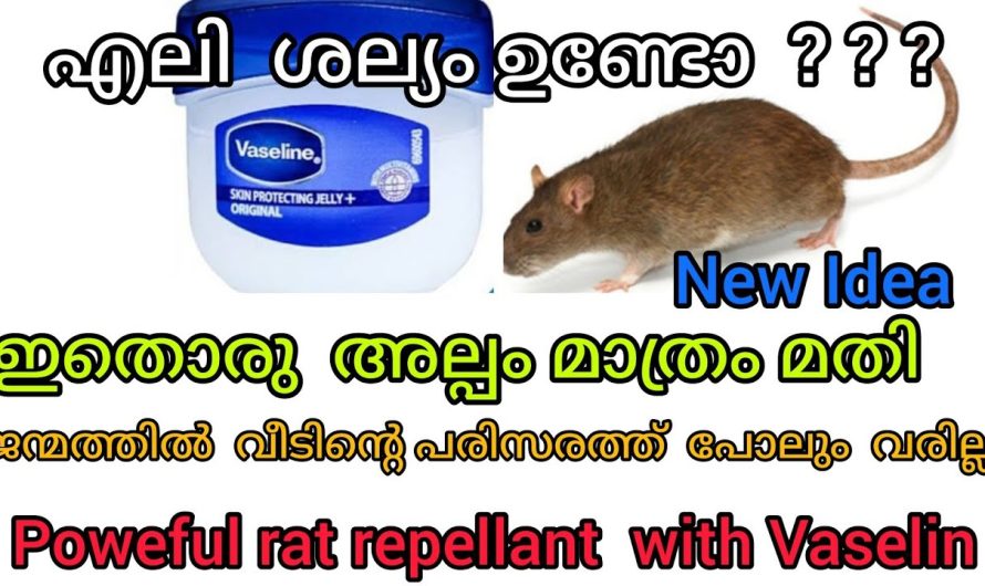 ഇതു ചെയ്താല്‍ ജന്മത്ത് വീടിന്റെ പരിസരത്തു പോലും എലി വരില്ല
