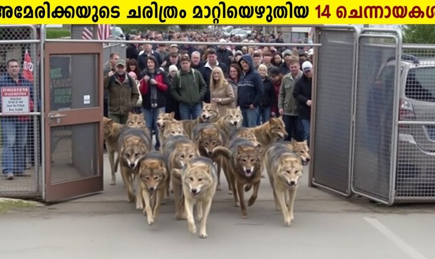 ഈ 14 ചെന്നായകൾ അമേരിക്കയുടെ ചരിത്രം മാറ്റിയെഴുതി!