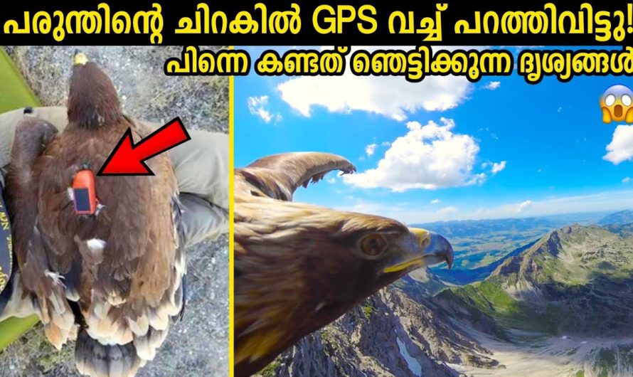 ചതുപ്പിൽ പെട്ട പരുന്തിനെ രക്ഷിച്ച യുവാവ് കണ്ട ഞെട്ടിക്കുന്ന കാഴ്ച..