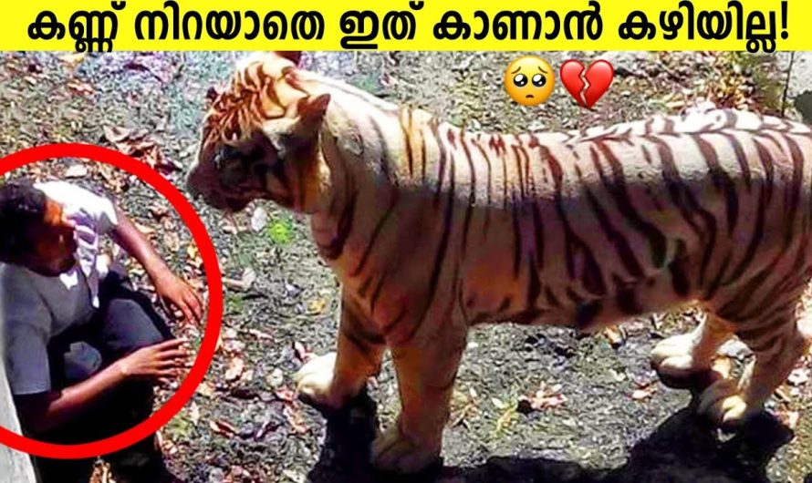 മനുഷ്യരോട് സഹായം ചോദിച്ച മൃഗങ്ങൾ