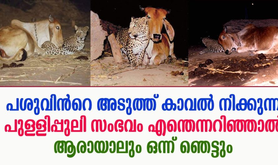 പശുവിൻറെ അടുത്ത് കാവൽ നിക്കുന്ന പുള്ളിപ്പുലി