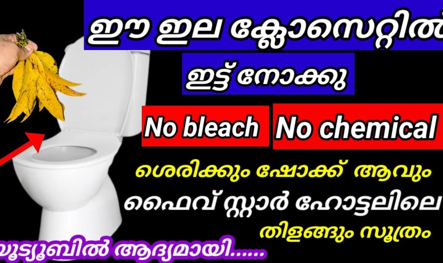 മാവിലയുടെ യഥാർത്ഥ ഗുണങ്ങൾ അറിഞ്ഞാൽ നിങ്ങൾ അത് ഒരിക്കലും വലിച്ചെറിയില്ല..