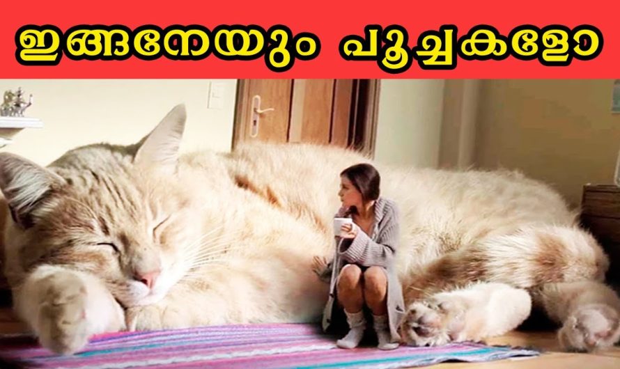 ലോകത്തിലെ കട്ടക്കലിപ്പൻ പൂച്ചകൾ