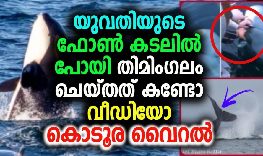 ഫോൺ കടലിൽ പോയി തിമിംഗലം ചെയ്തത് കണ്ടോ വീഡിയോ