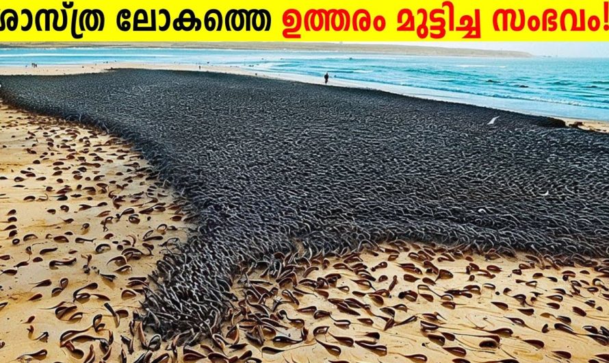 നമ്മുടെ ഭൂമിയിലുള്ള ശാസ്ത്രലോകത്തെ പോലും ഞെട്ടിച്ച പ്രകൃതി പ്രതിഭാസങ്ങൾ..