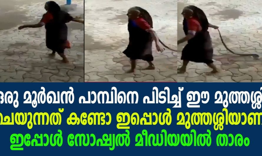 മൂർഖൻ പാമ്പിനെ പിടിച്ച് മുത്തശ്ശി ചെയുന്നത് കണ്ടോ