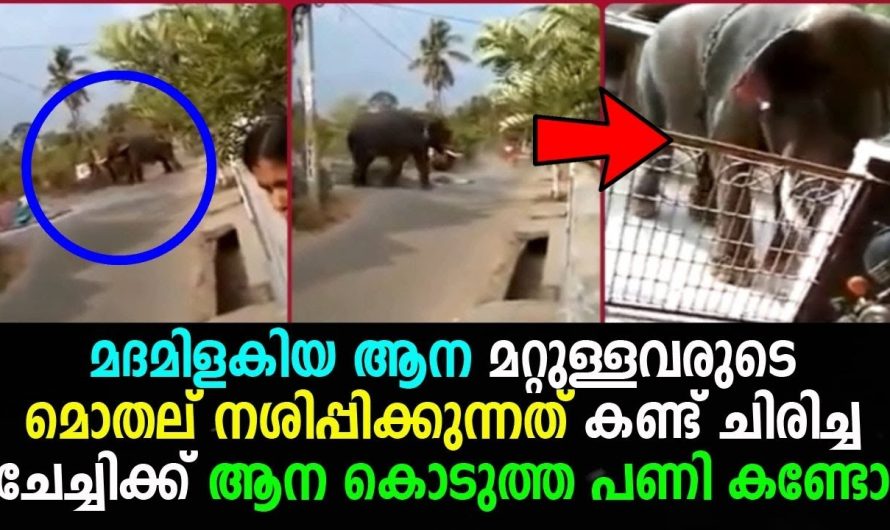 മദമിളകിയ ആനയെ കണ്ട് ചിരിച്ച ചേച്ചിക്ക് ആന കൊടുത്ത പണി കണ്ടോ